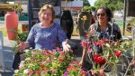 Festival de Flores em Várzea Grande: Celebração, Empreendedorismo e Sabor