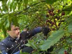 Validação de novos clones aponta caminhos para a produção de cafés especiais em MT