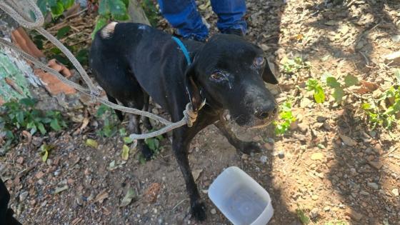 Foto: Reprodução - Cão vítima de maus-tratos