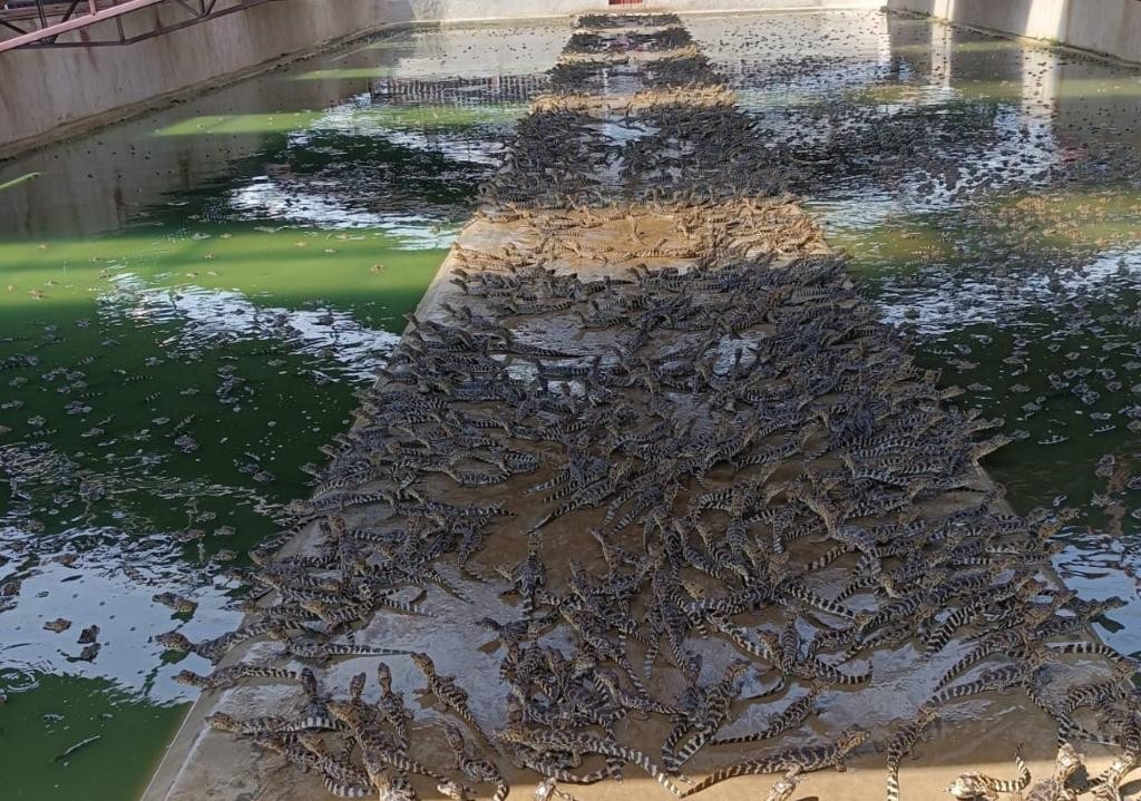 Foto por: Arquivo/Pesquisador